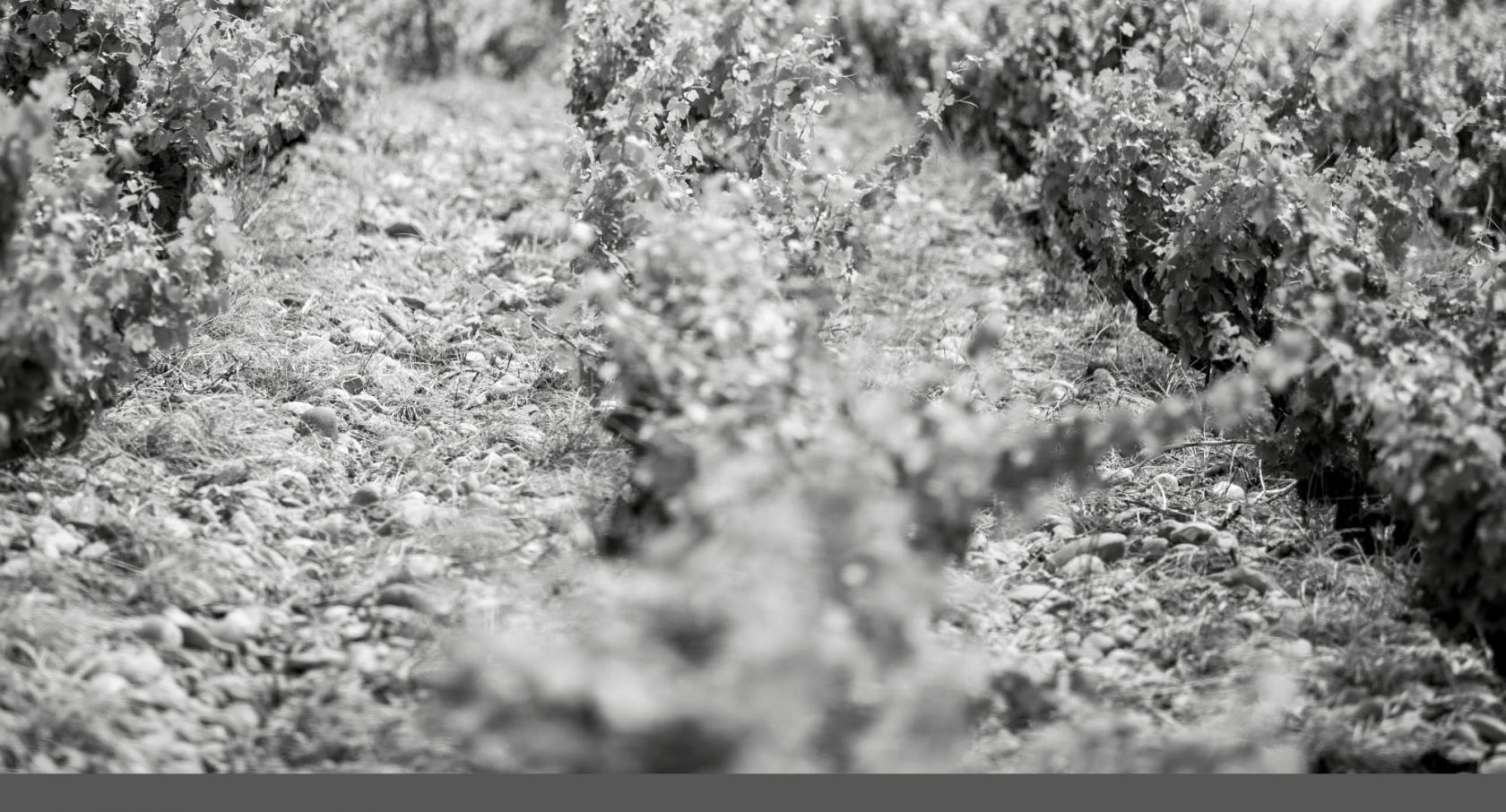 Les vins du domaine La Boutinière Les vins du domaine La Boutinière