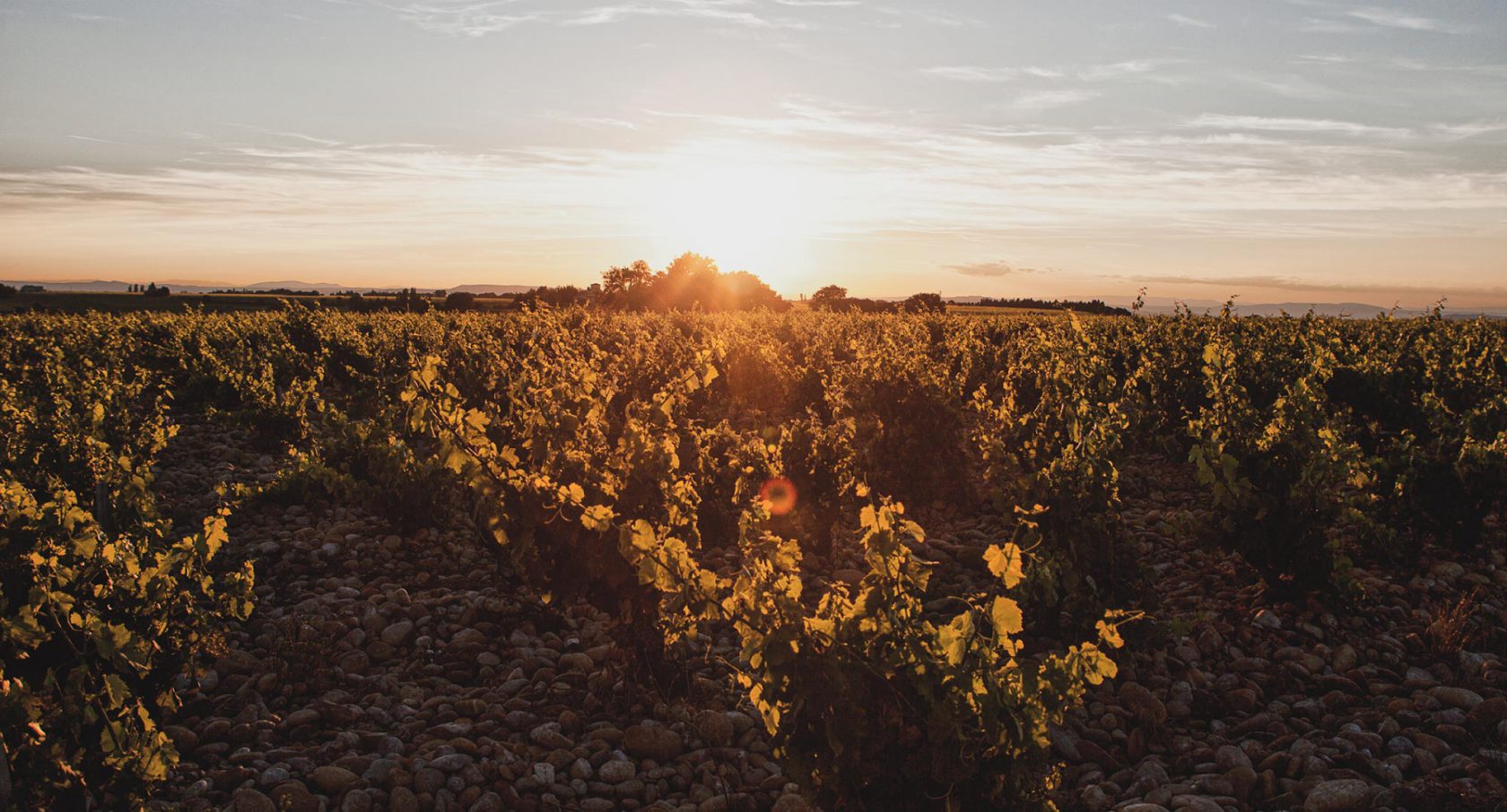 Les vignes du Domaine La Boutinière à Châteauneuf-du-Pape Les vignes du Domaine La Boutinière à Châteauneuf-du-Pape