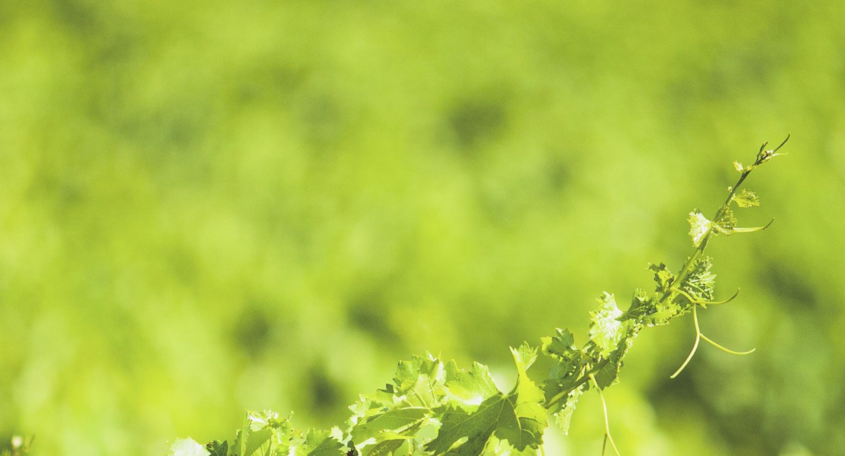 Nos vins dans le monde Nos vins dans le monde