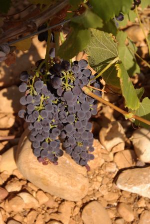 grapes 2020